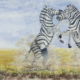 Etosha Zebra